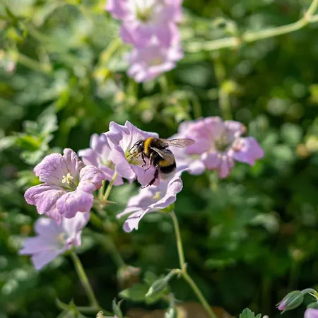 Fh Tannenwieck - Austernfischer Og